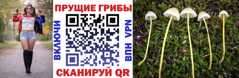 Псилоцибиновые грибы GOLDEN TEACHER  Отрадная 